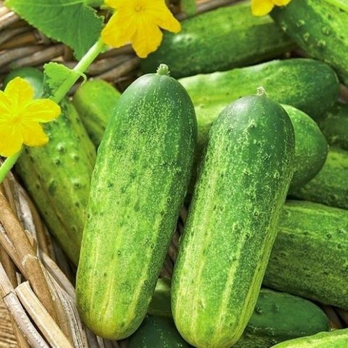 x3 Cucumber Plug Plants Choose From 5 Varieties (No Seeds) End of