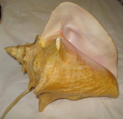 Natural Queen Conch Shell Accent Nightlight Tiki Bar Decor Shabby Chic Lamp - Picture 3 of 4