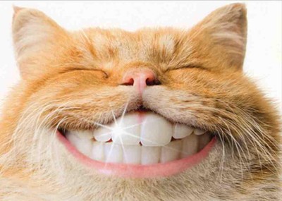 ''Thought you could use a smile'' SUPPORT /THINKING OF YOU Smiling Cat AVANTI CARD