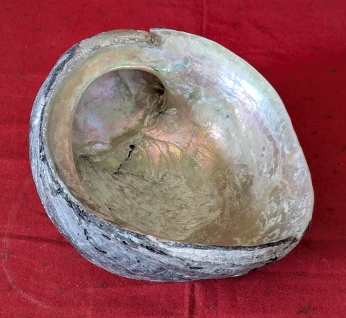 Large Abalone Seashell Unpolished Paua 140 mm for Aquarium, Display or Crafting - Picture 10 of 20