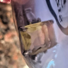9 Rings; New in Pkgs; 2 Bands; 7 w Gems;  Diff Colors & Styles; Ages? — photo 5