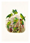 Reichenow Parrots 30 A4 High Quality Art Print