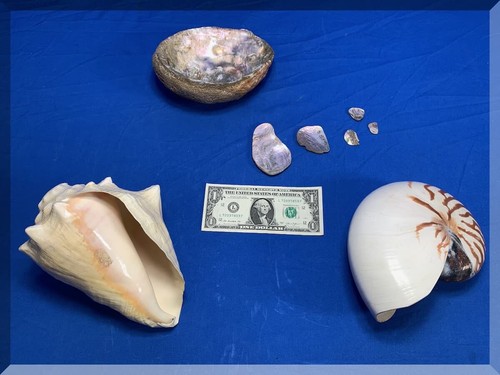 SEA SHELLS LOT 180mm TIGER STRIPE NAUTILUS CONCH ABALONE SHELL - FREE ...