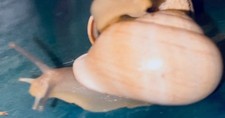 4 Milk Snails Live