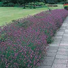 Lavender English Lavander angustifolia  500 seeds