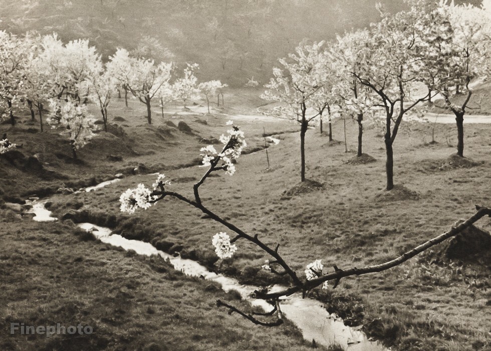 1936/56 Vintage JOSEF SUDEK Bloom Trees Spring in Sarce Landscape