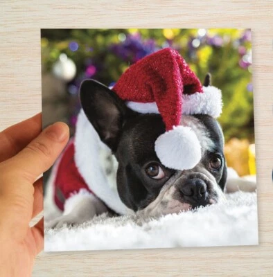 RED FROG DESIGNS French Bulldog Christmas Cards & Packs Frenchie Xmas Card From the Dog Santa