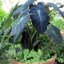 Black Beauty Elephant Ear - Colocasia antiquorum - Live Plant