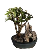 Jade Plant Bonsai Tree Stone Landscape Scene Portulacaria Afra 10" tall Indoor