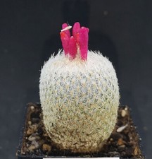 Epithelantha micromeris ssp. pachyrhiza przeczytaj opis!
