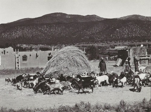 Postkarte New Mexico Cordova "Dreschen Weizen mit Ziegen" Rio Arriba Stadt (Repro) postfrisch