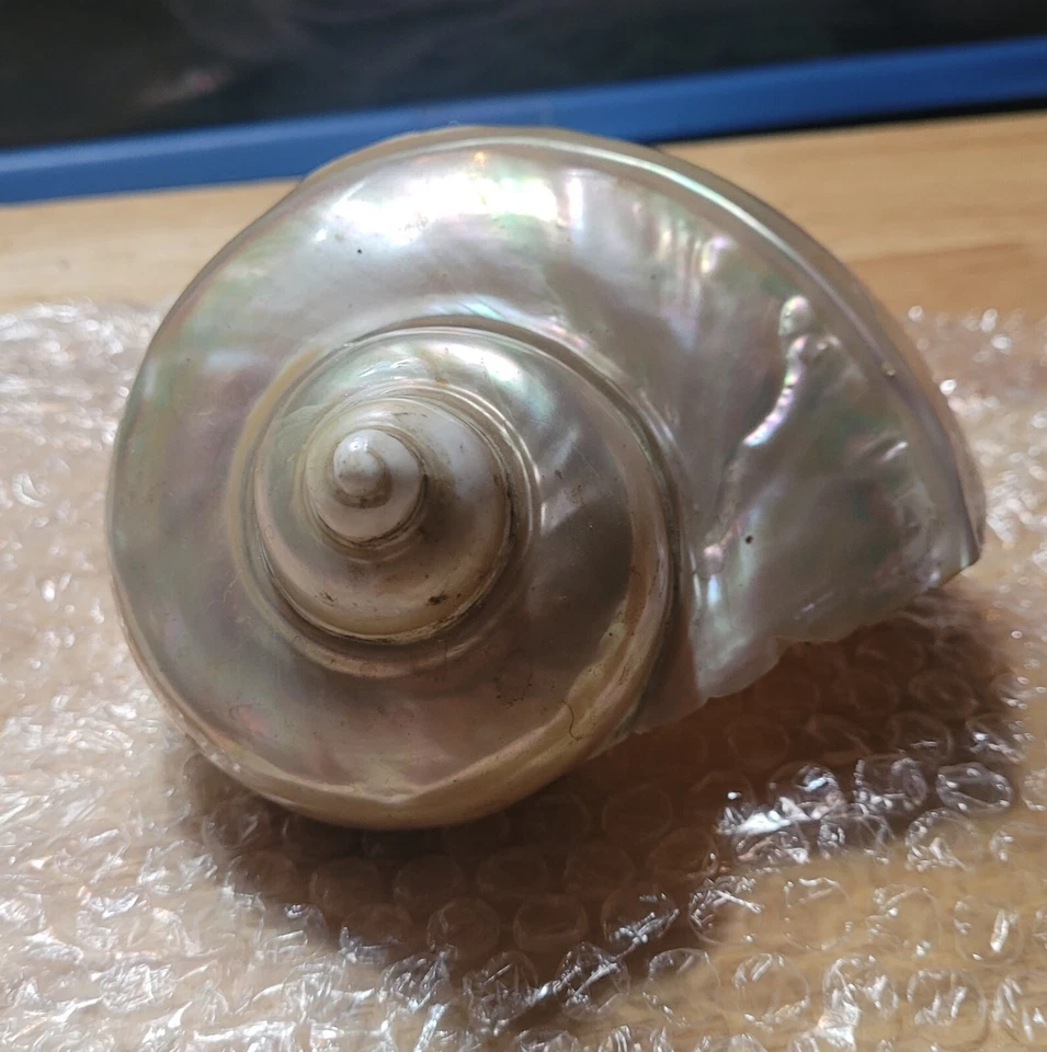 Grande De Colección Raro Perla Turbo Iridiscente Concha Marina Marmoratus 6” Madreperla Foto 3 de 4
