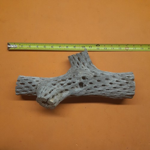 🌵CHOLLA CACTUS WOOD 15" AQUARIUM TERRARIUM REPTILE FISH PLANTS CRAFT