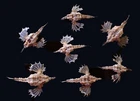 Tatskishells Marine Life -Little Dragonfish (Eurypegasus draconis) 65-89mm