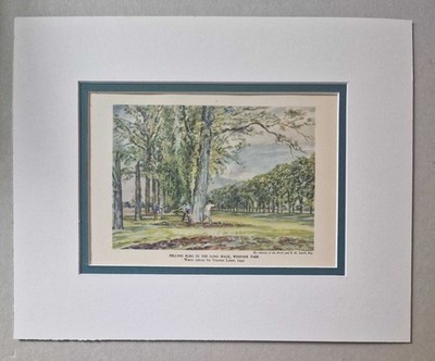 LINES Felling Elms, Windsor Park - 1961 Print Reproduction