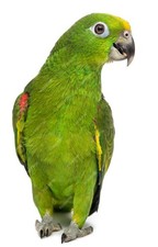 Kletterbaum "Welli" Freisitz Vogelspielplatz 110cm Papageien Sittiche