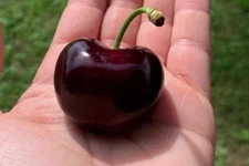 TAMARA- one of the largest CHERRY -3 fresh cuttings for 2025