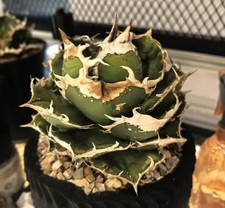 Rara pianta madre Agave Cactus Titanota "Chi You" WYSIWYG decorazione boutique giardino