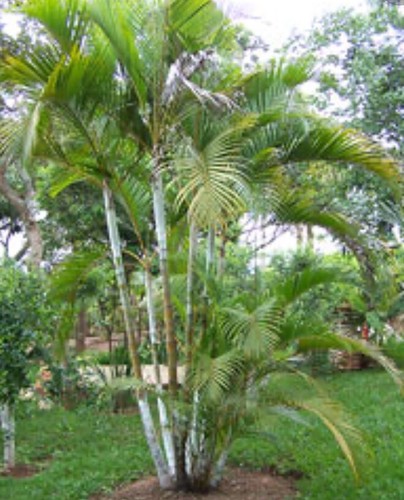 6 Areca palm 8” Starter seedling LIVE PLANTS! Fully Rooted! VERY Healthy! - Picture 6 of 12