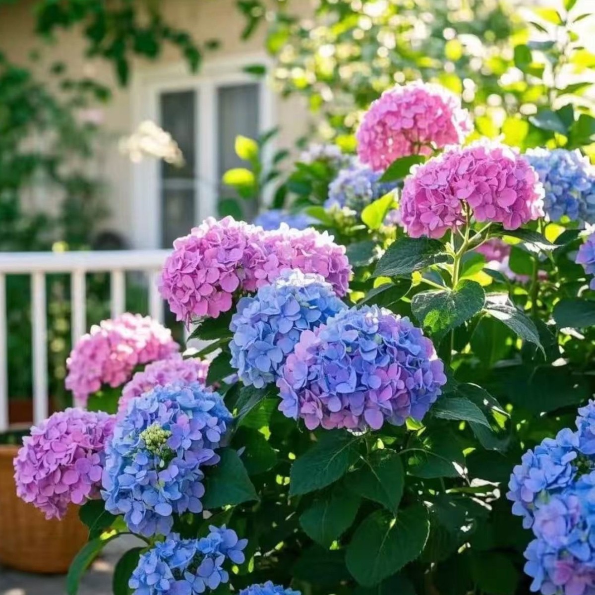 35 Mixed Color Hydrangea Seeds Vibrant Blooms in Blue, Pink