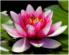 Lotus Iris Pond Soil- Aquatic Plant Compost for Lilies Tropical