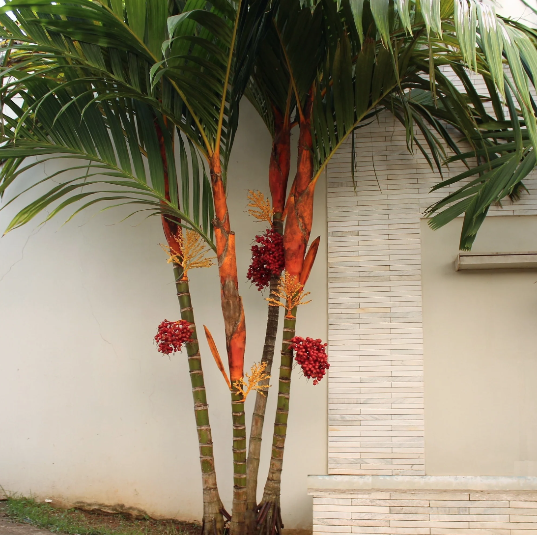 LIVE PLANT 4ft Areca vestiaria Sunset Palm Red Crownshaft Palm Pinang Merah  | eBay