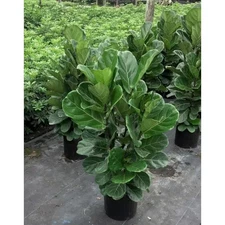 Fiddle Leaf Fig Bush-Live Plant in a 10 In. Pot-Ficus Lyrata-Florist Quality Air
