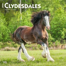 Clydesdales 2026 Wall Calendar, BrownTrout Square Planner, 12" x 24"