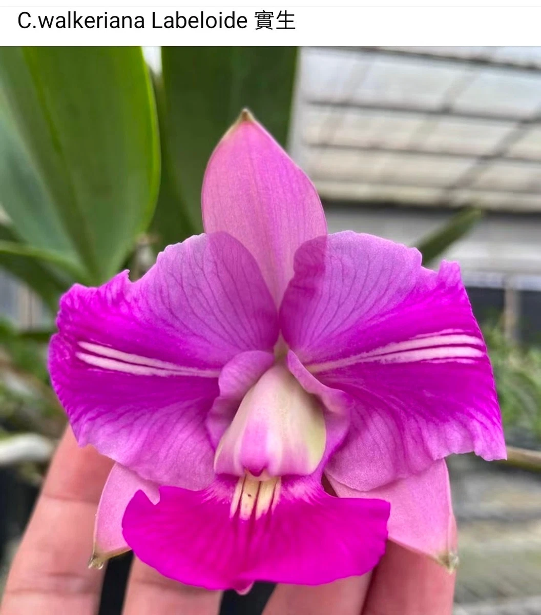 Cattleya Temperate Orchids for sale | eBay
