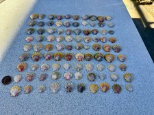 5 beautiful Sunrise Shells Rare Hawaiian Authentic Sunrise Shells from Hawai'i