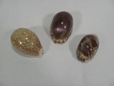 SET OF 3 COWRIE SEA SHELLS 2" LONG ONE CARVED TROPICAL DESIGN #8