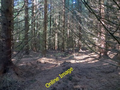Foto 6x4 Tief im Inneren des Sitka Beattock Vieles davon ca. c2014