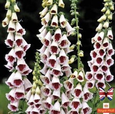 FOXGLOVE  100 SEEDS ELSIE KELSEY WHITE RED DIGITALIS HYBRID COTTAGE GARDEN BELLS