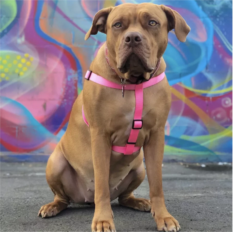 Arnés ajustable envolvente cómodo RETRIEVER MEDIANO 20-30" rosa hebilla superior anillos en D Foto 2 de 4