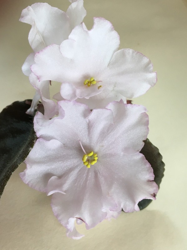 Cajun’s Ma Cher Amie, African Violet Plant, Variegated, Standard  !!