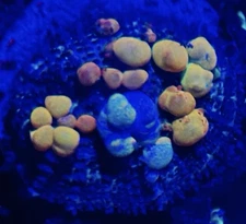 seainsidecorals present WWC OG BOUNCE MUSHROOM - WYSIWYG LIVE CORAL