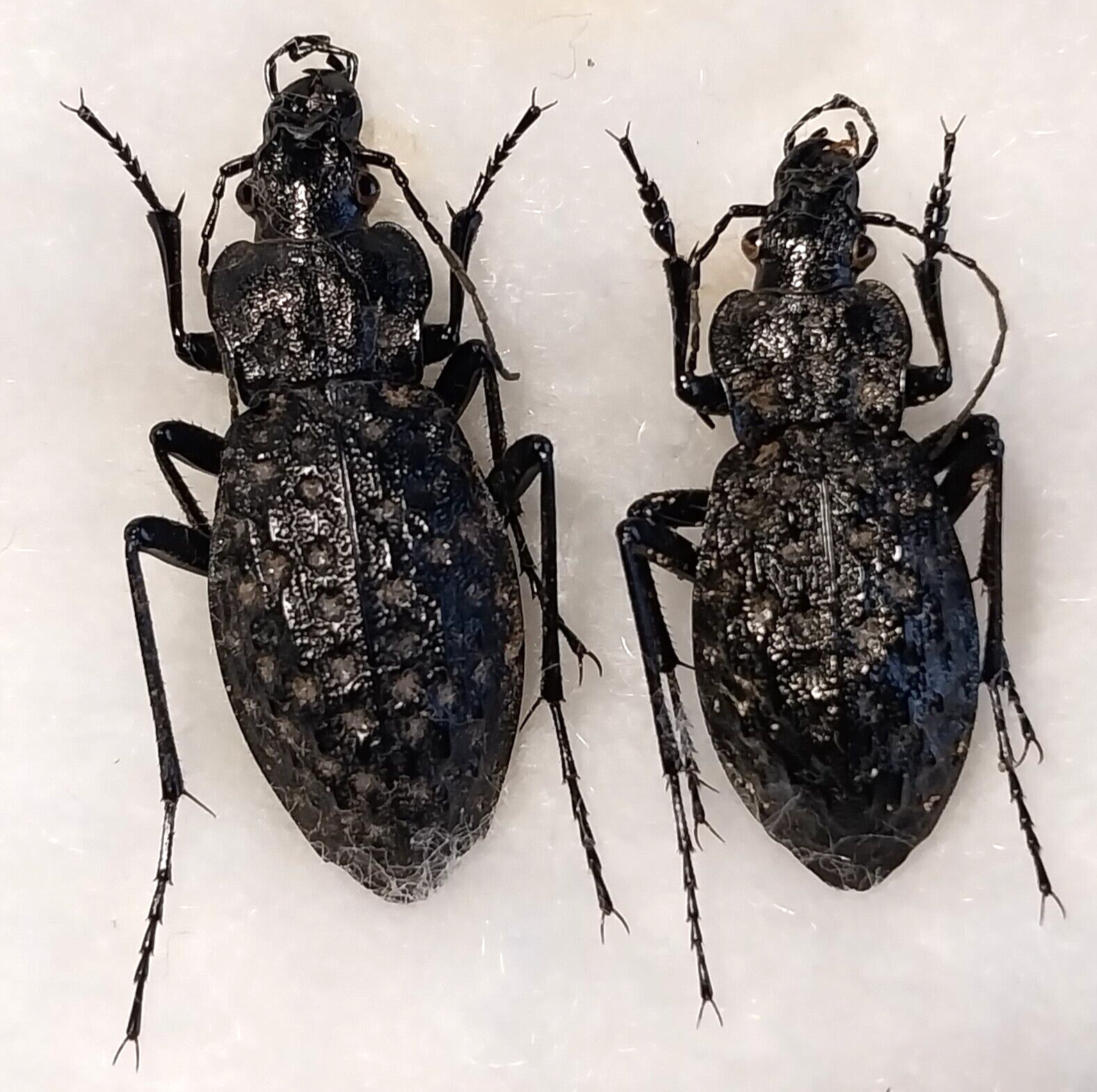 Carabus (Hydrocarabus) variolosus 1 pair A1, Carabidae from W. Ukraine