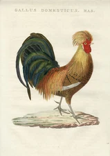 Gallus domesticus (Chicken) Set of 2-SEPP and NOZEMAN-1770