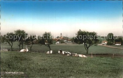 shaft salmon cattle pasture cows