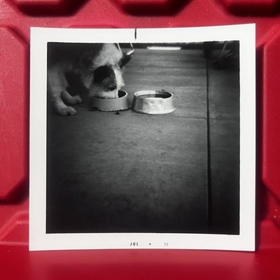 Dog Eating Out Of Bowl Outside 3 1/2 x 3 1/2 Photograph Pre Owned Vintage 1971