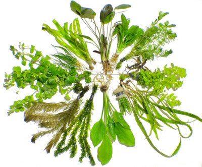 10 Live Aquarium Plants Aquatic Plant Pack Amazon Sword Java Fern Anubias +MORE 