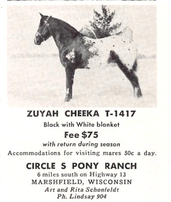 Art Rita Schonfeldt Zuyah Cheeka Circle S Pony Ranch Marshfield WI Vtg Print Ad