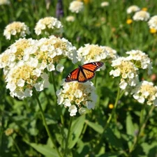 Milkweed Swamp White Asclepias Perennial Monarch Butterfly 100 Seeds