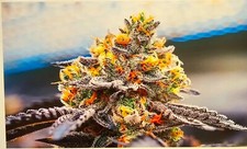 Marijuana Weed Crystal decal sticker. High gloss, High quality Vinyl.  6 12"w