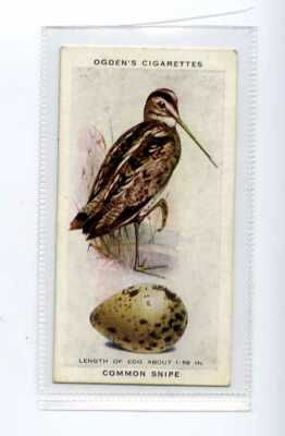 (Jj3651) OGDENS, BRITISCHE VÖGEL & IHRE EIER, GEMEINE SNIPE, 1939, #36