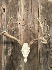 Mule Deer European Mount Skull Antlers Taxidermy