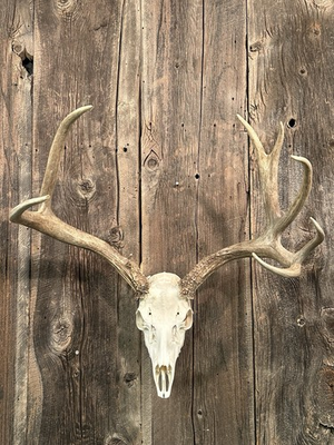 #ad #ad Mule Deer European Mount Skull Antlers Taxidermy $145.00