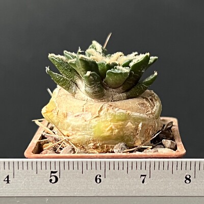 19-1452. Cactus... hintonii x kotshoubeyanus (Grafted)