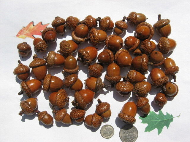 50 Whole Red Oak Acorns with Coated to caps. show Washington Mall Boston Mall the attached