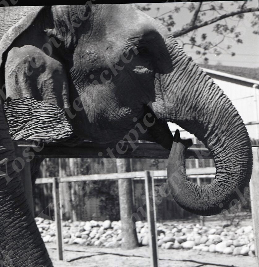 その他 Borneos Pygmy Elephants [Blu-ray] Bornean Pygmy Elephant (Elephantium Creators Realm) | ZT2